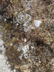 Anaphalis nepalensis