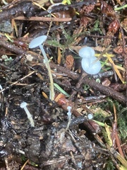 Strobilurus trullisatus