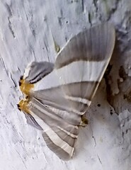 Opisthoxia miletia