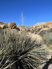 Nolina bigelovii