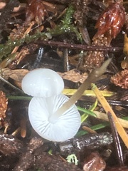 Strobilurus trullisatus