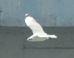 Chroicocephalus brunnicephalus