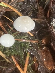 Strobilurus trullisatus