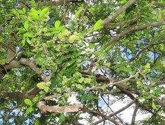 Dalbergia obovata
