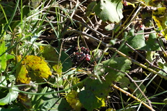 Vitis californica