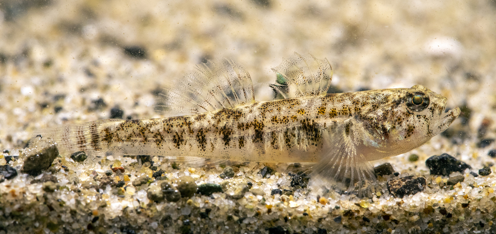 Acheron spring goby (Knipowitschia milleri) — Gobiidae