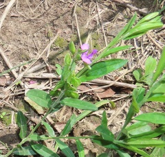 Polygala rehmannii