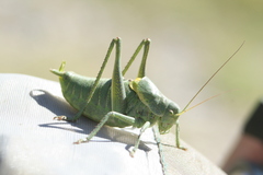 Polysarcus denticauda