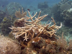 Acropora cervicornis