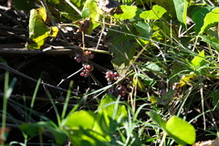 Vitis californica