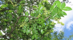 Dalbergia obovata