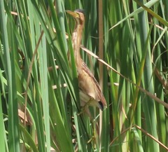 Ixobrychus minutus payesii