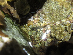 Onychodactylus koreanus