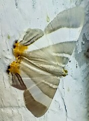 Opisthoxia miletia