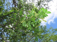 Dalbergia obovata