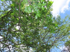 Dalbergia obovata