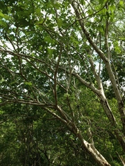 Cnidoscolus megacanthus