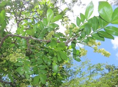 Dalbergia obovata