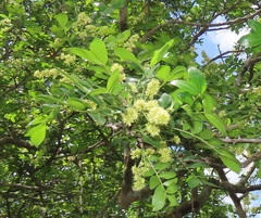Dalbergia obovata
