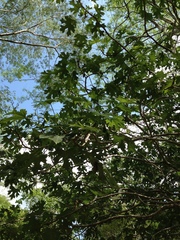 Cnidoscolus megacanthus