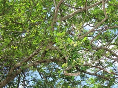 Dalbergia obovata