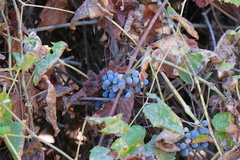 Vitis californica