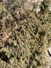 Juniperus recurva