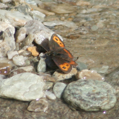 Erebia euryale
