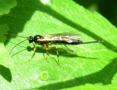 Pimplinae