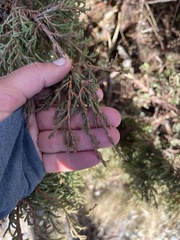 Juniperus recurva