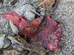 Chondracanthus exasperatus