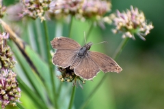 Anisochoria sublimbata