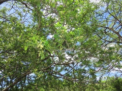 Dalbergia obovata