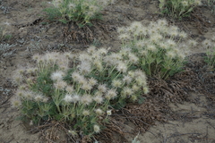 Pulsatilla turczaninovii