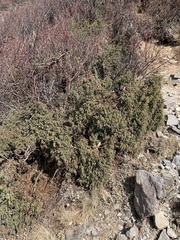 Juniperus recurva
