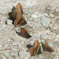 Erebia euryale