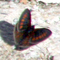 Erebia pharte
