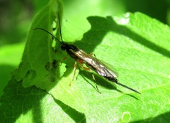Pimplinae