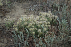 Pulsatilla turczaninovii