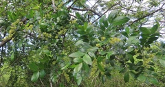 Dalbergia obovata