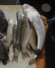 Platycephalus indicus