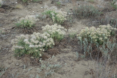 Pulsatilla turczaninovii