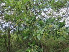 Dalbergia obovata