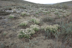 Pulsatilla turczaninovii