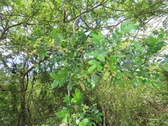 Dalbergia obovata