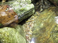 Onychodactylus koreanus