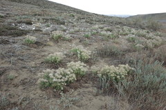 Pulsatilla turczaninovii