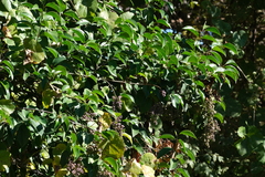 Ligustrum lucidum