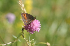 Erebia euryale