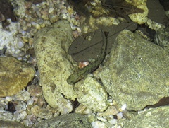 Onychodactylus koreanus